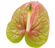 گل آنتوریوم لوکاردی